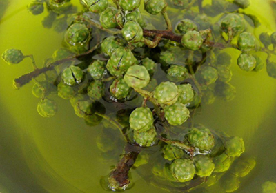 原來花椒可治療四五種癌癥