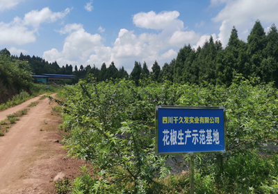 【生活小妙招】怎么用“生姜+花椒”去體內(nèi)濕氣