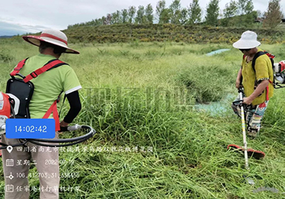 除雜草，護(hù)椒園 | 基地除草工作進(jìn)行時......