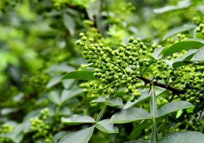 Little Sichuan pepper leads the unique flavor of Sichuan-Chongqing food