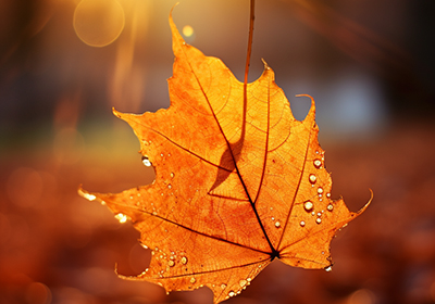 二十四節(jié)氣 | 露蟬聲漸咽，秋日景初微。