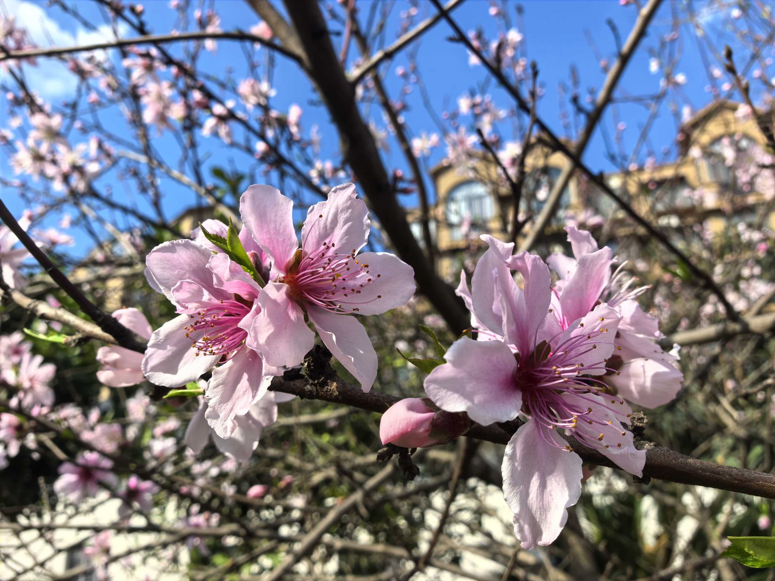 春日·奔赴丨在國藥天壇，遇見生命的畫卷